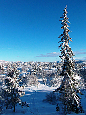 Fil:Fjellgran.jpg