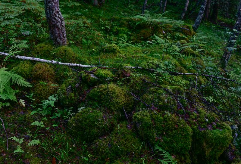 Fil:Berge Frøyrak husmannsplass 070824.jpg