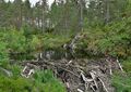 Miniatyrbilete av versjonen frå 27. juni 2025 kl. 05:09