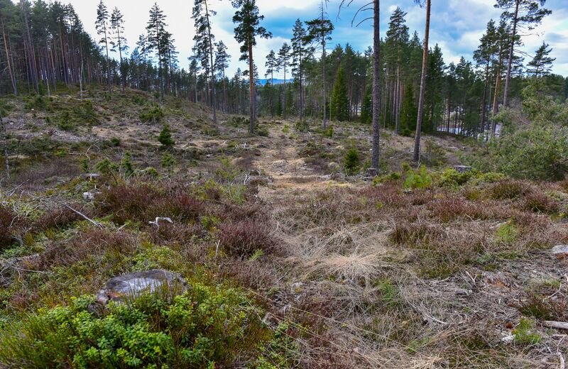 Fil:Gåsvedmoen Kjetså 240422-2.jpg