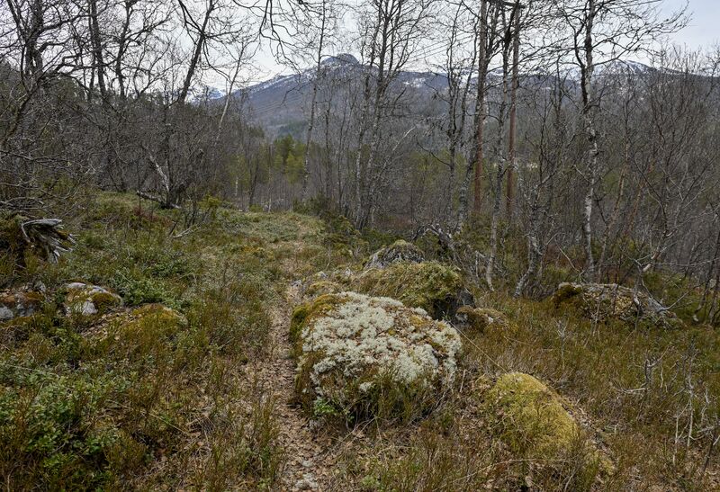 Fil:Ålmannvegen Vråstøyl Bykle 090526.jpg