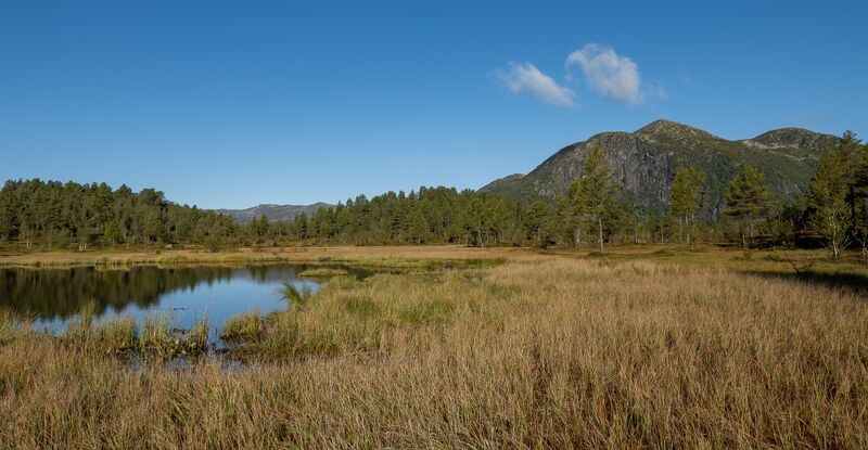 Fil:Mannetjønn Stavenes Bykle 060925.jpg