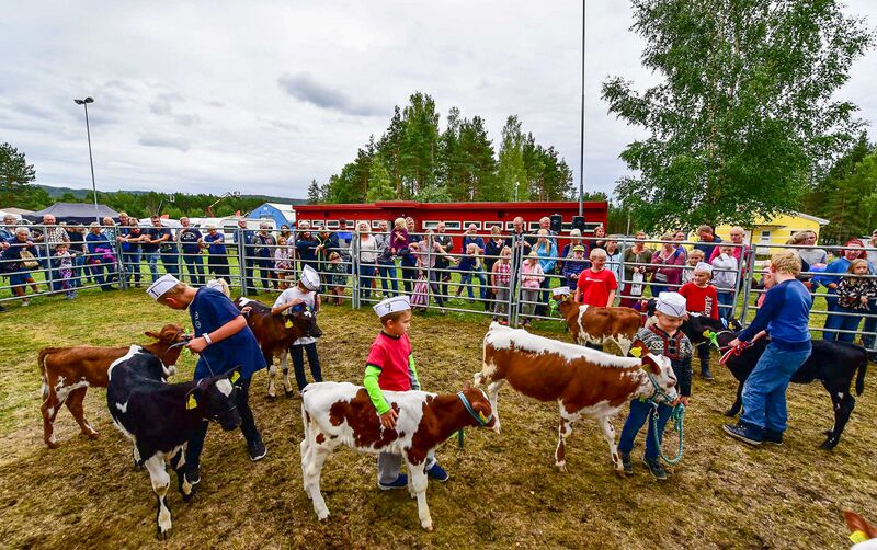 Fil:Landbrukets Dag 2018 kalvemønstring.jpg