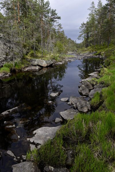 Fil:Koppsåna Åmli 290526.JPG