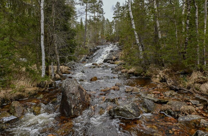 Fil:Luaråna Grosås Iveland 250326.jpg