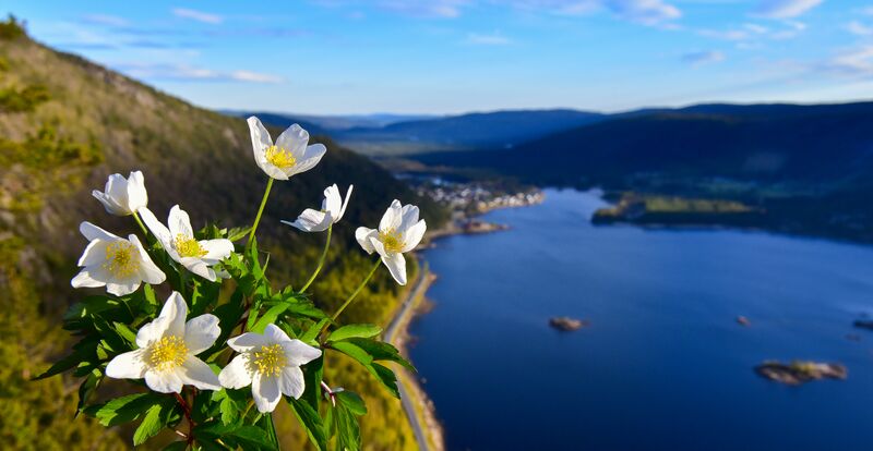 Fil:Topp - Neset - Byglandsfjord 050520.jpg