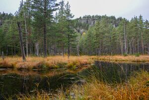 Trydalsbekken ved Båsbrokka 11. oktober 2024. Foto.