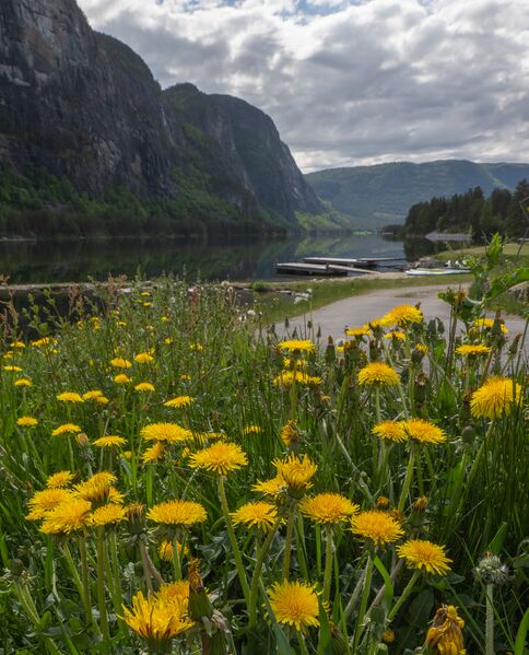 Fil:Otra Sølvgarden Rysstad 21525.jpg