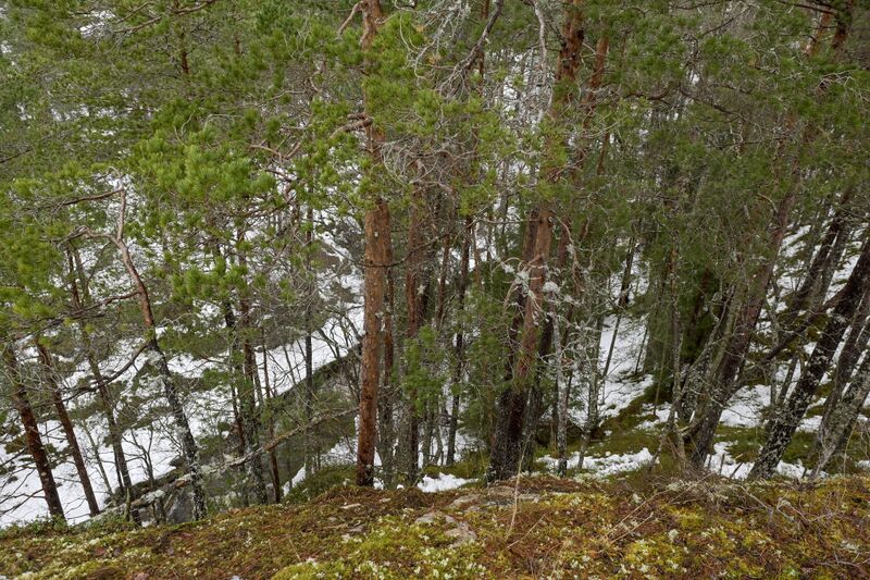 Fil:Ådalen Grendi 130326.jpg