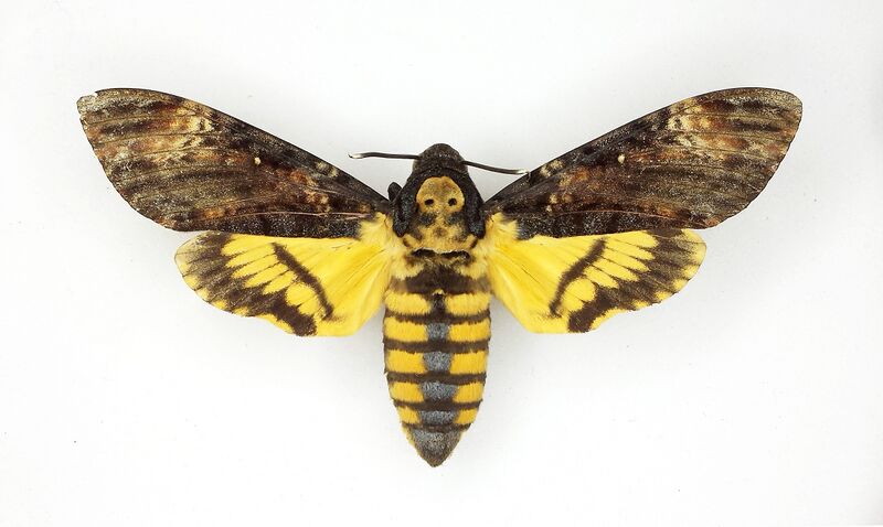 Fil:KBE 20170194 Acherontia atropos.jpg
