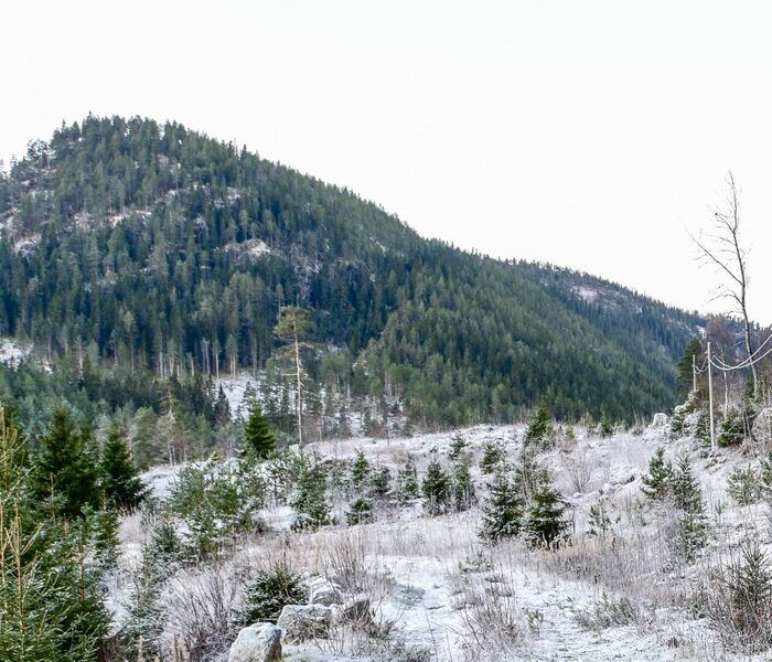 Fil:Skorpetveit Valle 261118-2.jpg