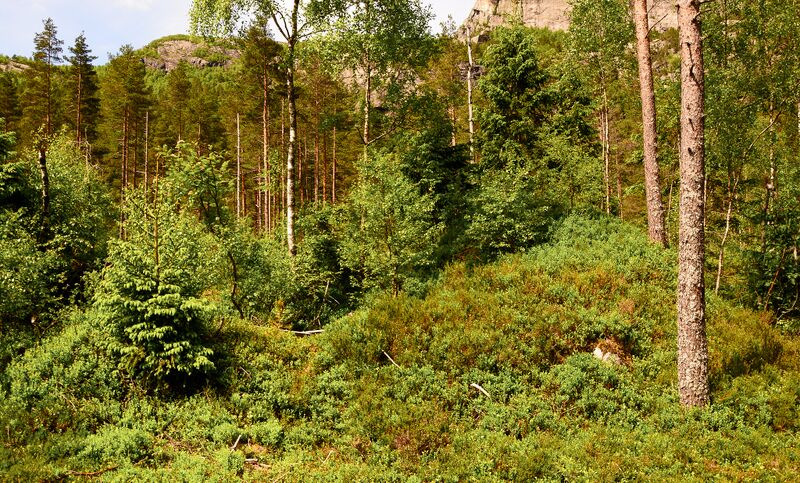 Fil:Skeidsmonan Sirdal 140617.jpg