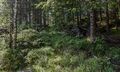 Miniatyrbilete av versjonen frå 22. juni 2026 kl. 22:08